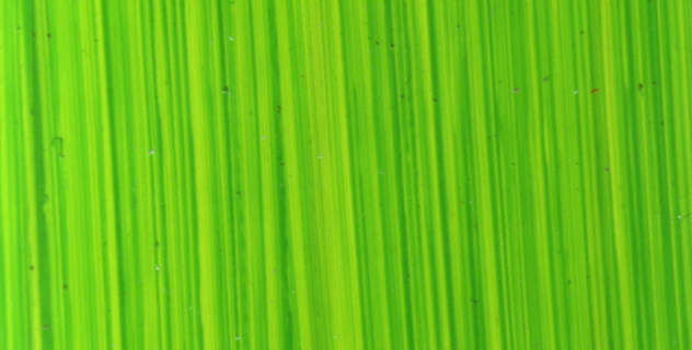 Michael Harding Oil - Bright Green Lake S1